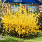 2 Lynwood Gold Forsythia Live Plant – 10 to 12 Inch Tall | Hardy Outdoor Flowering Shrub | Vibrant Yellow Spring Blooms | Fast-Growing Ornamental Hedge or Border Plant