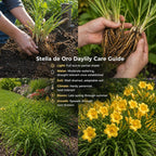 5 Stella de Oro Daylily Live Roots, Low Maintenance Sun-Loving Yellow Flowers, Vigorous Golden Yellow Perennial Bulbs for Landscaping