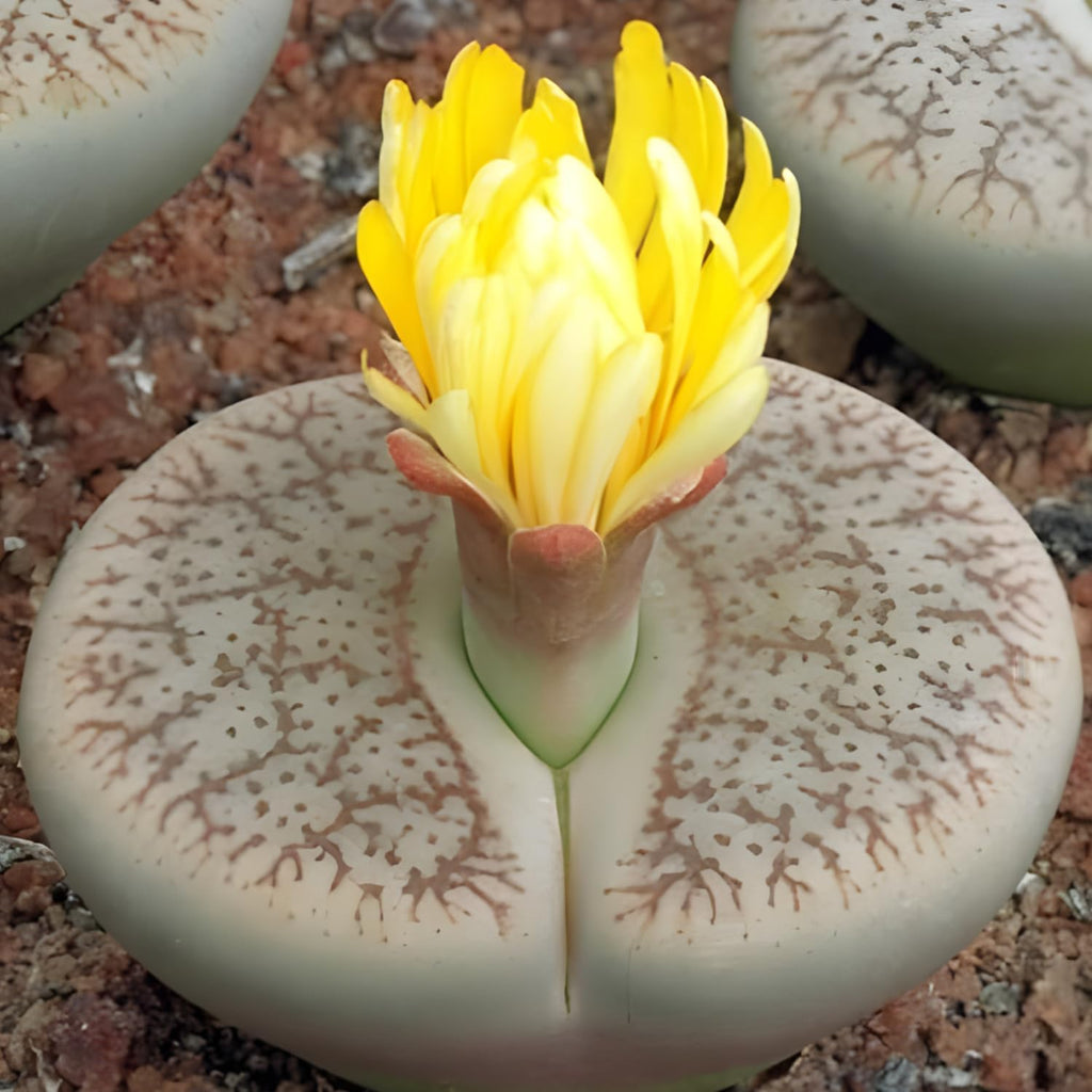 Mix Lithops Succulent Plants Live | 10 Pcs Lithops Live Plants | Bare Root Without Pot & Soil, Indoor Office Desk Decoration, Friend Plant Lovers Gifts