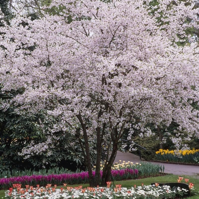 2 Live Autumn Alice Cherry Trees | 8-12 Inch Bare Root Live Seedlings | Fast-Growing Ornamental Flowering Shrub | Robust Well-Rooted Plants