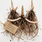 5 Lilly of The Valley Live Plant Roots for Planting, Low Maintenance Perennial, Long Lasting Blooms for Garden
