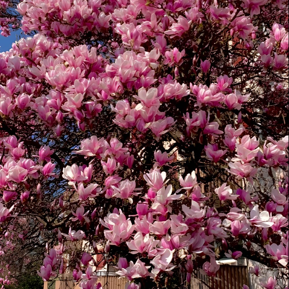 Ann Magnolia Tree Live Plant, 12-18" Potted Plant in 2.5" Pot, Cold-Hardy Early Spring Blooming Tree for Backyard and Garden Rows