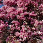 Ann Magnolia Tree Live Plant, 12-18" Potted Plant in 2.5" Pot, Cold-Hardy Early Spring Blooming Tree for Backyard and Garden Rows