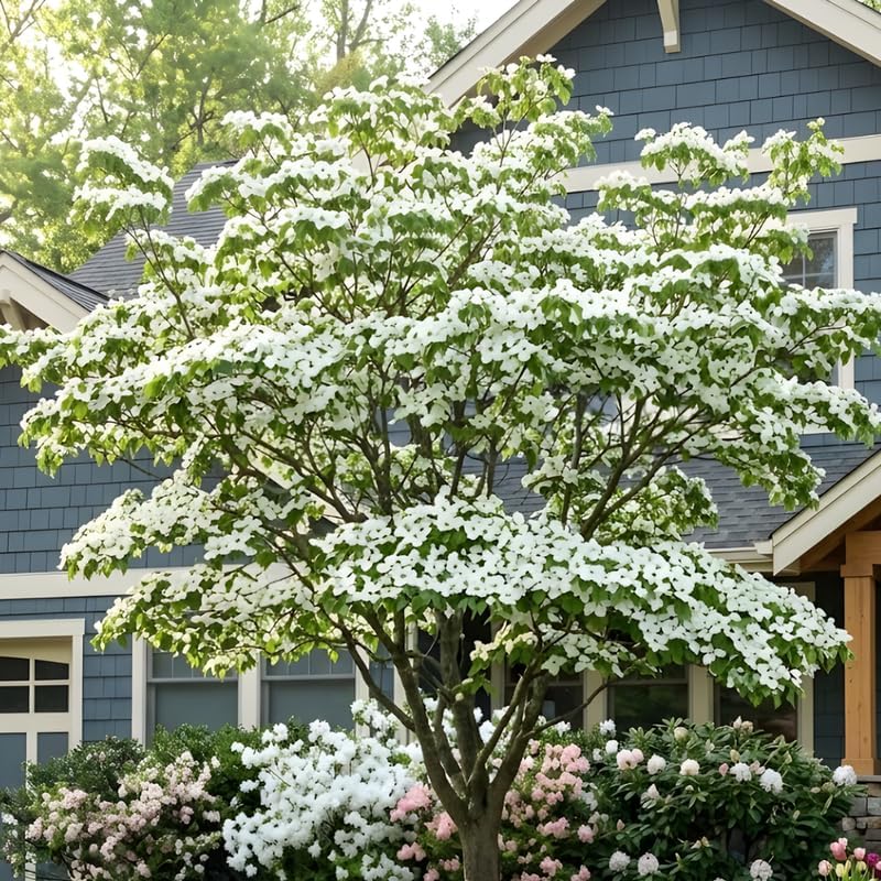 Kousa Japanese Dogwood Tree - Cornus Kousa in Quart Pot - 12-18" Tall, Live Tree for Pollinator Gardens and Patios