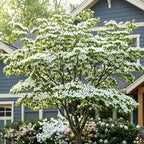 Kousa Japanese Dogwood Tree - Cornus Kousa in Quart Pot - 12-18" Tall, Live Tree for Pollinator Gardens and Patios