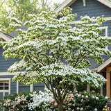 Kousa Japanese Dogwood Tree - Cornus Kousa in Quart Pot - 12-18" Tall, Live Tree for Pollinator Gardens and Patios