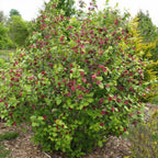 Sweet Shurb Bush Live Plant, Carolina Allspice, Well-Rooted 12-18" Potted in 4" Pot, Cold-Hardy Sweet Shrub for Home Gardens