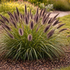 Black Fountain Grass Plants, 4 Inch Tall, Well Rooted, Fast Growing Ornamental Grasses Live Plants Perennial, Decorative Grasses for Landscaping