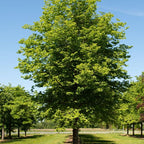 10 Siberian Elm Trees for Planting | Fast-Growing Cold Hardy Elm Tree for Landscaping | 1-2 Ft Tall Live Tree for Yard, Garden & Windbreaks
