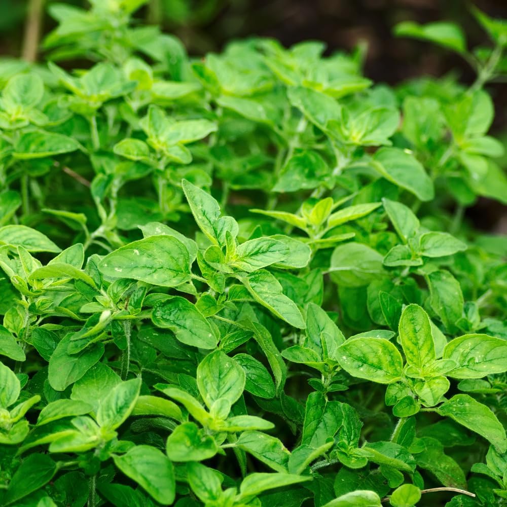 2 Hot & Spicy Oregano Plants Live for Planting, 3" Pot, Non GMO Oregano Plant, Drought Tolerant, Aromatic Perennial Herb Plant, for Vegetable Garden