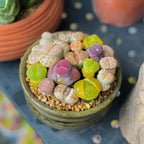 Lithops Large Random Mix Living Stones Succulent Plants Live | 20 Pcs Live Lithops Seedlings | Bare Root Without Pot or Soil, Suitable for Indoor or Outdoor Gardens & Office Use, Friend Plant Lovers