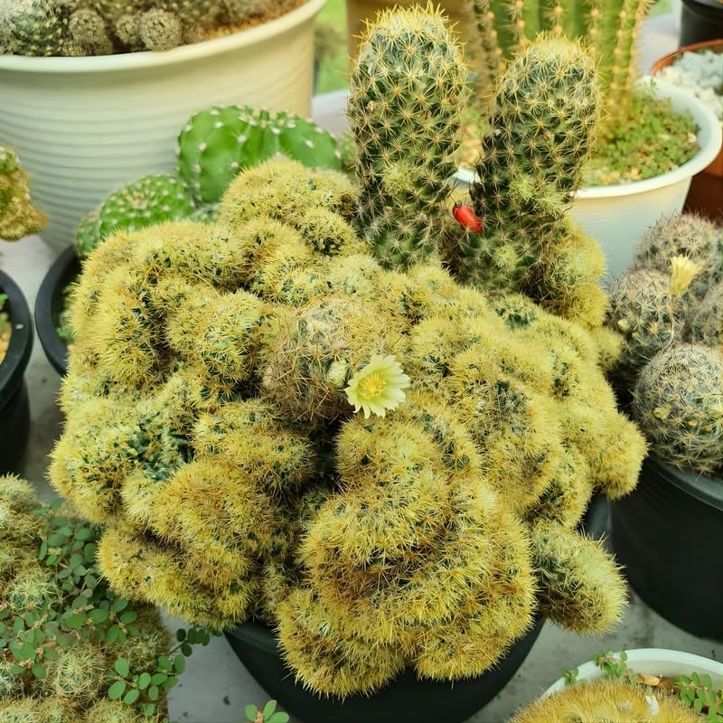 Golden Brain Cactus Trees in 2.5-6" Inch Pots for Planting | Rare & Unique Live Cactus Plants | Suitable for Indoor & Office Displays
