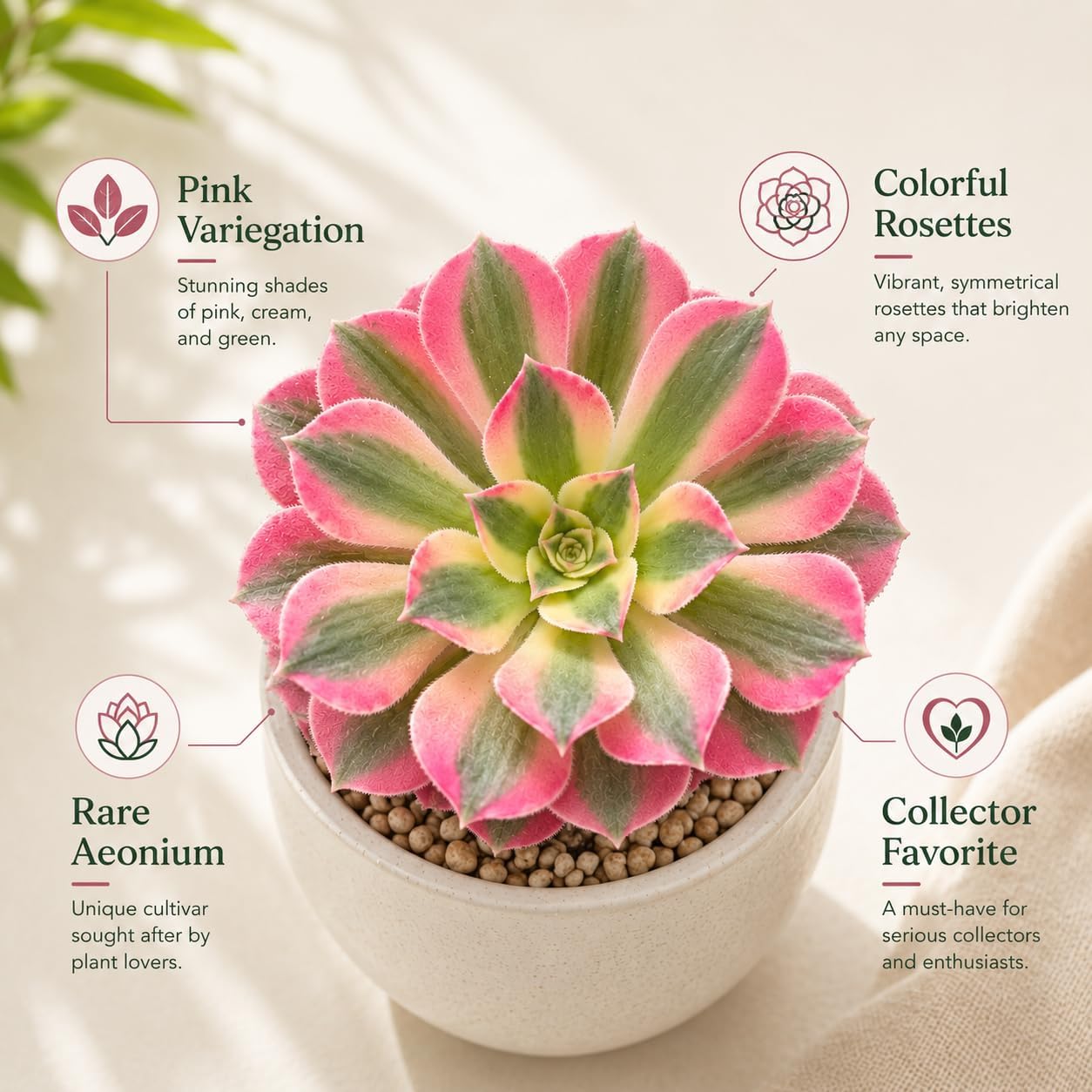 2 Wink Witch Aeonium Succulents Plant Live, 4 Inch Pot, Vibrant Succulent Live, Air-Purifying, Low Maintenance, Perfect for Home and Office Décor