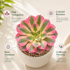 Aeonium Wink Witch Live Succulent, 4" Pot, Fully Rooted Succulent Live, Low Maintenance, Drought Tolerant Houseplant, Ideal for Home, Desks, Patios & Gifts