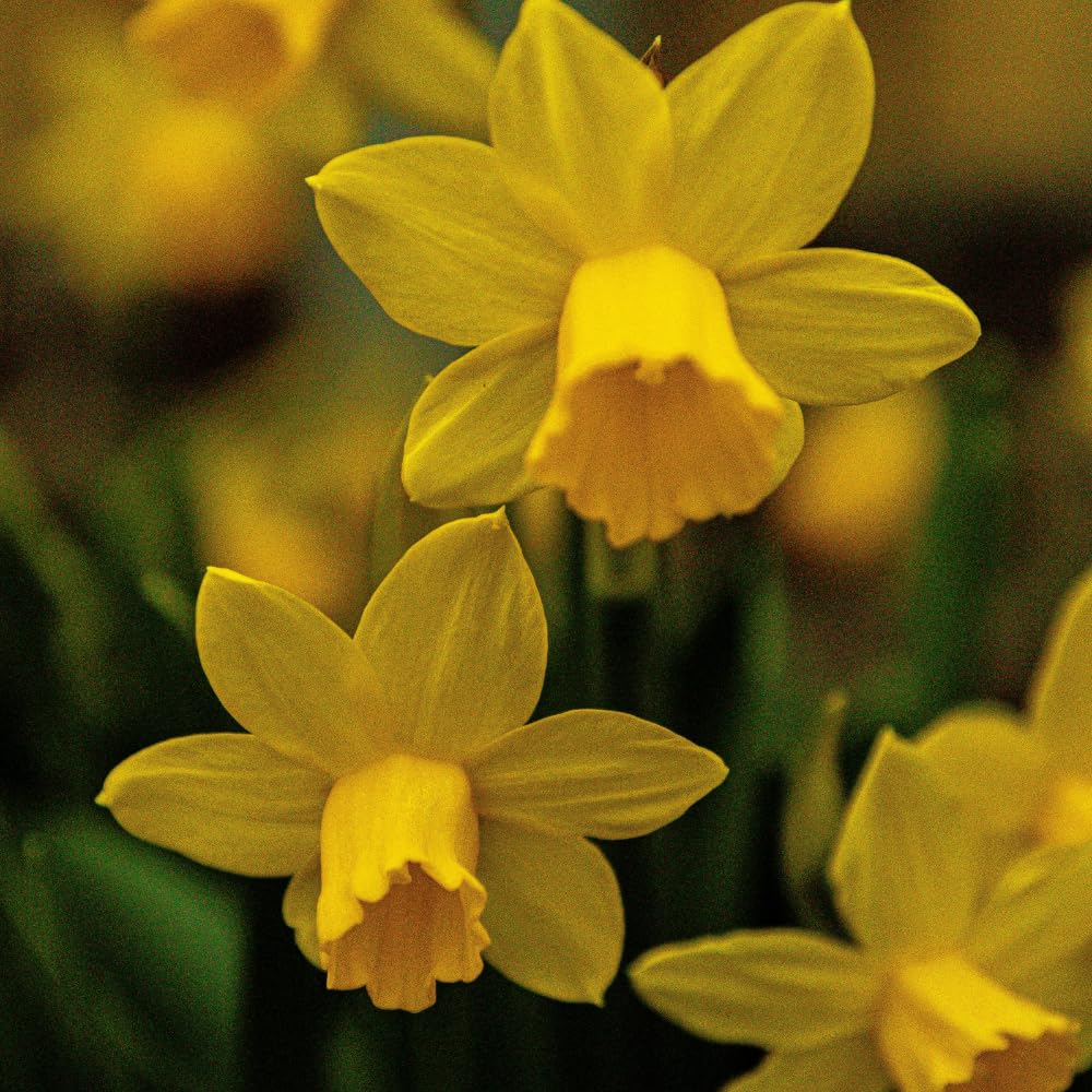 50 Wild Daffodil Bulbs, Lent Lily, Yellow Spring Flowering Perennial for Garden Borders, Cold-Hardy Narcissus for Early Spring Blooms