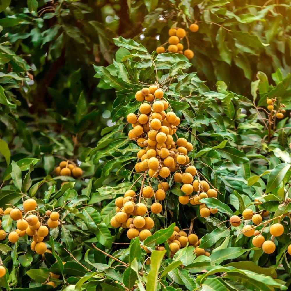 Longan Kohala Live Plant | Dragon Eye Tropical Live Plant |30-36 Inches Tall | Outdoor & Container Growing | No Ship to CA,HI,AK