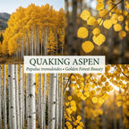Quaking Aspen Tree Live Plant, 4-6" Tall, Vigorous Fast-Growing Deciduous Plant with White Bark for Backyard Foundation Planting & Borders