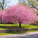 Kwanzan Cherry Tree Live Plant, 6-12 Inch Tall Starter Plant, Japanese Cherry Blossom Tree, Easy Care Flowering Tree for Planting Outdoors