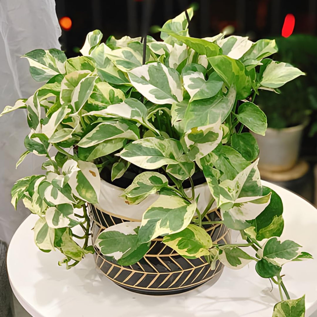 N’Joy Pothos Live Houseplant in 4 Inch Pot |Epipremnum Aureum Tree for Planting | Ideal Live Pothos Plant for Shelves, Desktops & Hanging Pots – Hardy