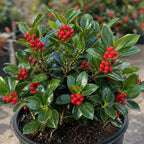 2 Needlepoint Holly Bush Small Size, Hardy Holly Tree, Fast Growing, Dense Evergreen Foliage with Vibrant Red Berries, Ideal for Privacy Hedge & Gardens