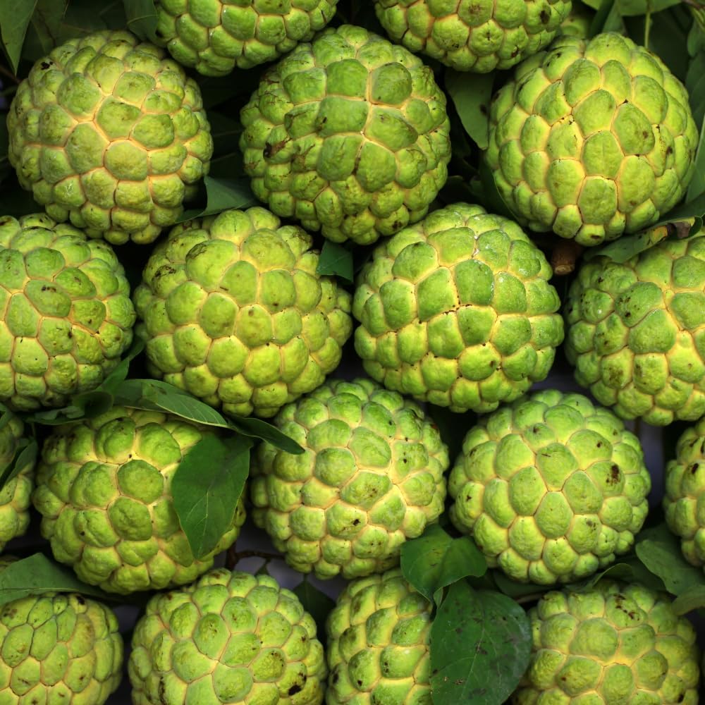 Green Sugar Apple Tree Live Plant | Tropical Custard Apple Fruit Plant | 30-36 Inches Tall | Hardy, Cold Climate Ready | No Ship to CA,HI,AK