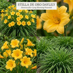 10 Stella de Oro Daylily Roots, Reblooming Yellow Perennial Roots for Garden Borders, Cold-Hardy Miniature Golden Daylily