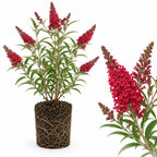 Black Knight Butterfly Bush Live Plant, 4-6 Inch Tall Starter, Deep Purple Flowering Shrub for Backyard and Garden Rows