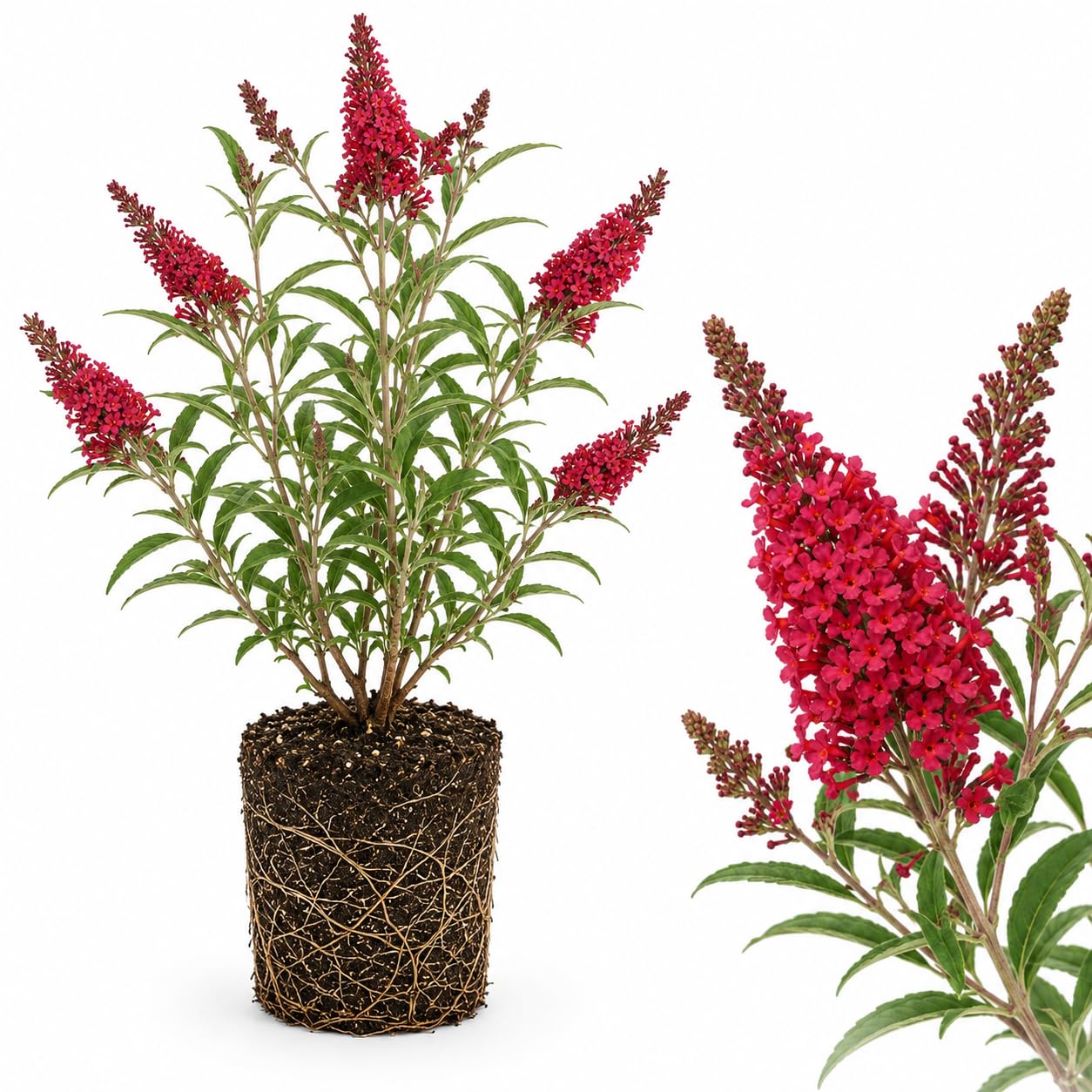 Black Knight Butterfly Bush Live Plant, 4-6 Inch Tall Starter, Deep Purple Flowering Shrub for Backyard and Garden Rows