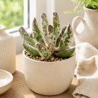 Dischidia Million Hearts Trailing Succulent Plant Live, 3 Inch Pot, Fully Rooted Live Succulent Plant, Easy-Care Houseplant for Shelves, Containers & Indoor Décor