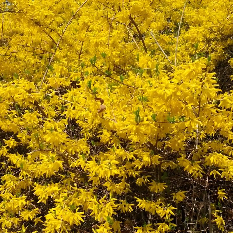 2 Lynwood Gold Forsythia Live Plants | Forsythia Bush Shrubs for Outdoor Planting | 1–2 Feet Tall Bare Root Plants | Ideal for Hedges, Borders, and Landscape Use