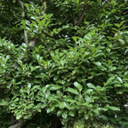 2 Live Cherry Laurel Plants | 1-2 Feet Tall Bare Root Seedlings | Prunus Laurocerasus Native Evergreen Trees | Fast-Growing Shrub