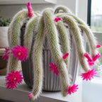 Live Monkey Tail Cactus, 4" Potted Plant, Easy Care Indoor Greenery, Decorative Long Trailing Cactus for Shelves and Bright Spaces