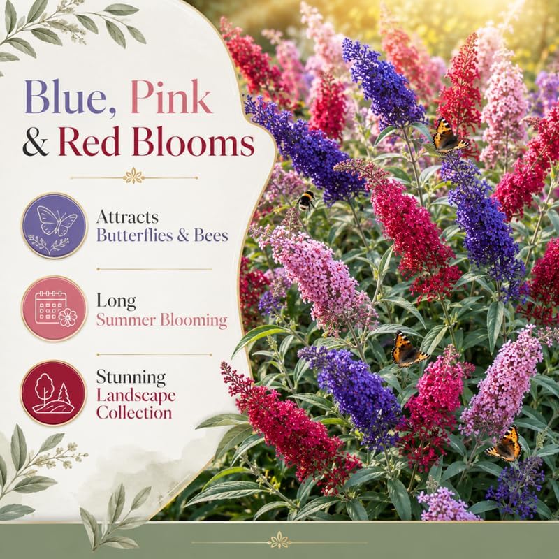 Assorted Butterfly Bush Plant Live, 3 Buddleia Plant 4-6" Tall, Well-Rooted Cold-Hardy Shrubs, Fragrant Blooms for Pollinator Gardens