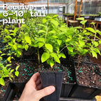 Mock Orange Shrub Live Plant, 4-6" Tall, Cold-Hardy Deciduous Bush for Home Landscapes, Sweet Citrus Scented White Spring Blooms & Low Maintenance Hedge