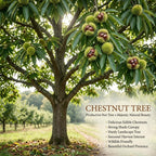 2 Chestnut Tree Live Plant, 6-10" Potted Plant, Low Maintenance Edible Shade Tree for Homeowners, Cold-Hardy Starter for Sweet Roasting Nuts