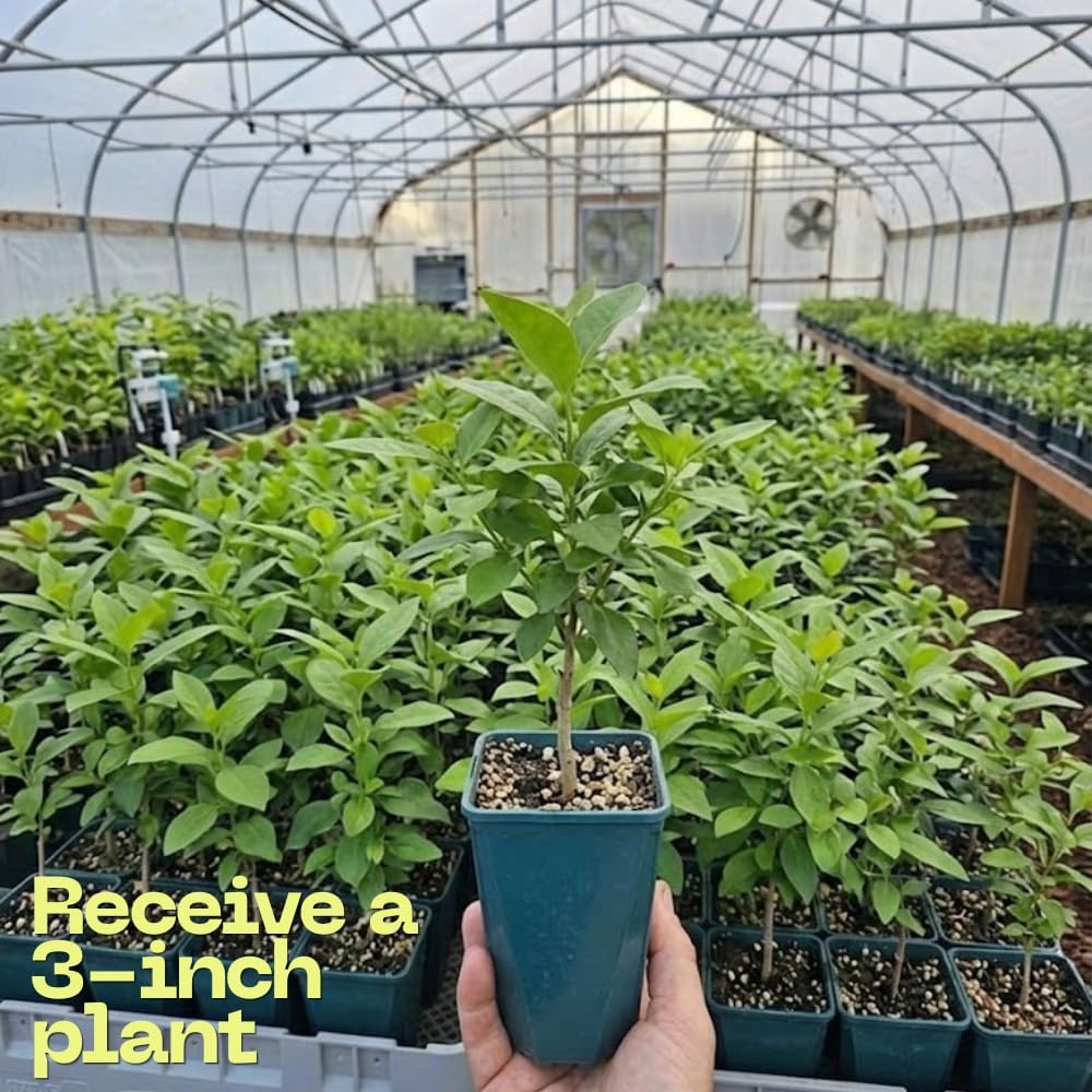 Chokeberry Plant Live, 3-4 Inch Size, Low Maintenance Deciduous Fruit Producer for Small Yards