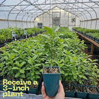 Chokeberry Plant Live, 3-4 Inch Size, Low Maintenance Deciduous Fruit Producer for Small Yards