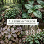5 Allegheny Spurge Roots System, Pachysandra Procumbens, Vigorous Allegheny Spurge for Shady Backyard Borders