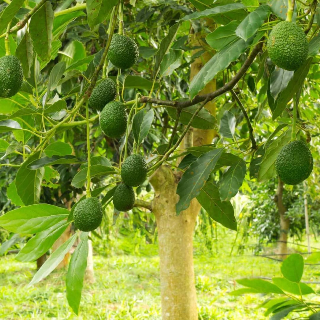 HASS Avocado Tree for Planting | 2.5–3 Ft Live Potted Tree | Fast-Growing Fruit Tree for Home Gardens, Patios & Containers | No Ship to CA,HI,AK