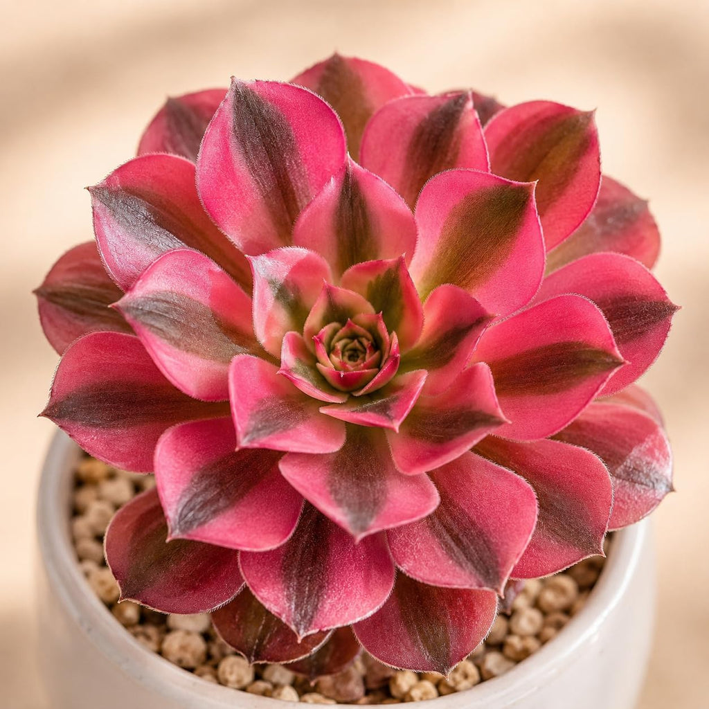 2 Wink Witch Aeonium Succulents Plant Live, 4 Inch Pot, Vibrant Succulent Live, Air-Purifying, Low Maintenance, Perfect for Home and Office Décor