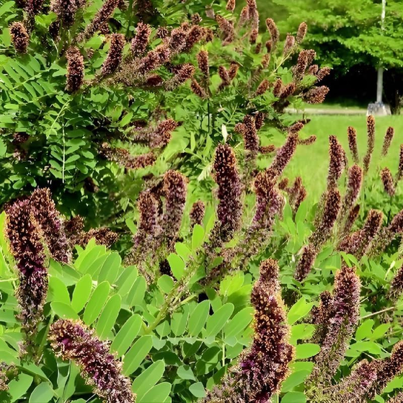 10 False Indigo Bush Live Plants | 1-2 Feet Tall Bare Root Seedlings | Amorpha Fruticosa Native Flowering Shrub | Purple Spiked Blooms for Landscapes and Rain Gardens