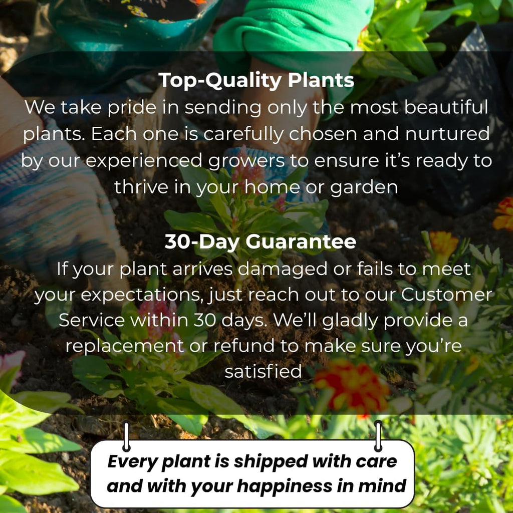 Yellow Euphorbia Milii Live Plant | Crown of Thorns Houseplant | 4 to 8 Inch Tall, Easy to Grow Indoor or Outdoor Decorative Plant, Patio Garden, Home Office