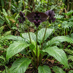 Black Bat Flower - Tacca Chantrieri 4 Inch Tall | Rare Flower Live Plant | Eye-Catching Indoor Decor & Suitable for Gifts for Plant Enthusiasts | Easy to Grow