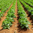 Red Seed Potatoes for Planting Outdoors, 2 Lbs, Non GMO, High Yield Potato Seeds, Ready to Plant