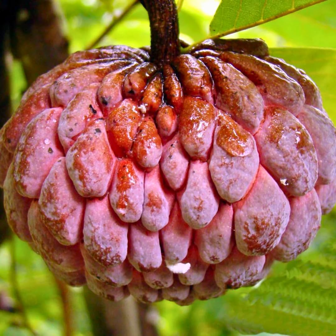 Live Red Sugar Apple Tree for Planting | 2.5–3 Ft Tropical Fruit Plant with Bright Red, Sweet, Creamy Fruits | Ideal for Patio, Backyard, Container, or Home Garden Growing | No Ship to CA,HI,AK