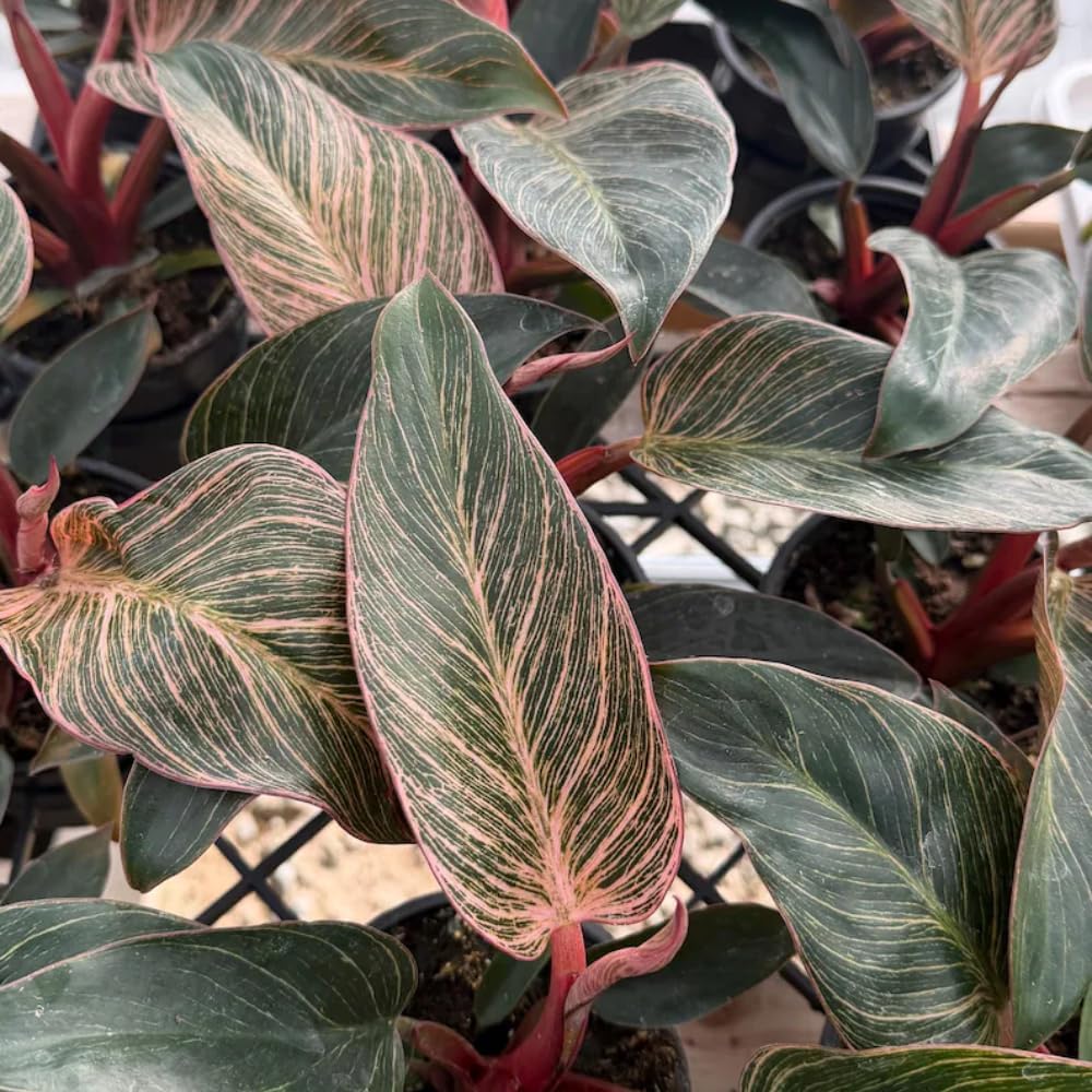 Philodendron Pink Princess Plant, 4" Pot, High-Vigor Low Maintenance Houseplant for Desks, Striking Pink Variegation & Green Foliage