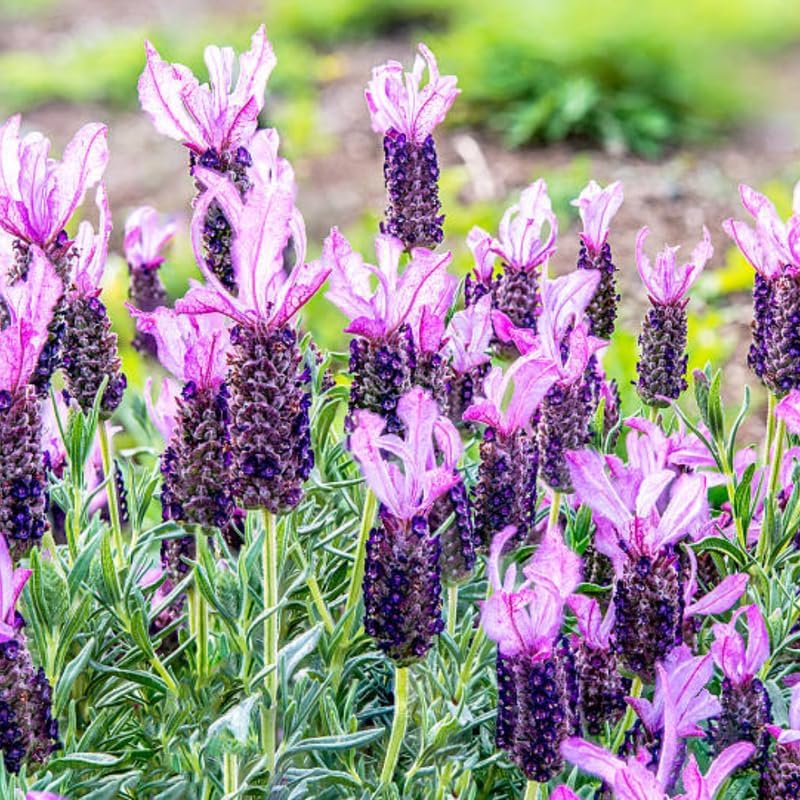 3 Spanish Lavender Plants Live, 3-Inch Pot, Established Lavandula Stoechas Flowering Plant, Compact Aromatic Foliage for Modern Landscape Design