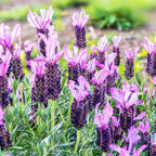 3 Spanish Lavender Plants Live, 3-Inch Pot, Established Lavandula Stoechas Flowering Plant, Compact Aromatic Foliage for Modern Landscape Design