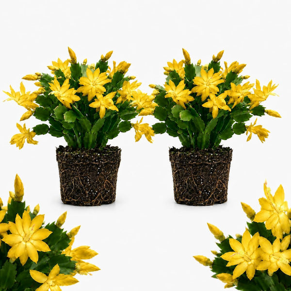 2 Yellow Christmas Cactus Live Plant, 5-6 Inch Tall, Easy to Care Indoor Winter Houseplant for Office Desk and Patio Decor, Vigorous Live Holiday Plant