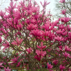 Ann Magnolia Tree Live, 12-18 Inch Tall in 2.5 Inch Pot, Low Maintenance Fragrant Multi-Petal Flowering Shrub for Small Yards and Focal Points
